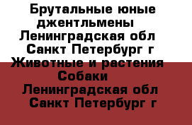 Брутальные юные джентльмены  - Ленинградская обл., Санкт-Петербург г. Животные и растения » Собаки   . Ленинградская обл.,Санкт-Петербург г.